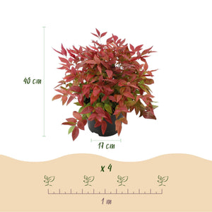 Livraison plante Nandina Blush Pink – Lot de 2 – Pot 17 cm – Hauteur 40 cm