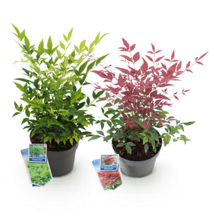 Livraison plante Nandina domestica Duo – Lot de 2 – Pot 17cm – Hauteur 45cm