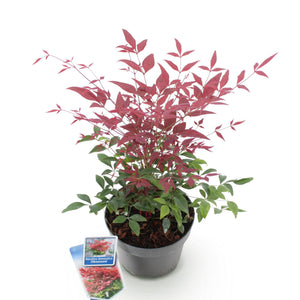 Livraison plante Nandine domestica Obsessed – Lot de 1 – Pot 17 cm