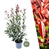 Livraison plante Néflier Brillant rouge h125cm pour 10m linéaires de haie 25x12L