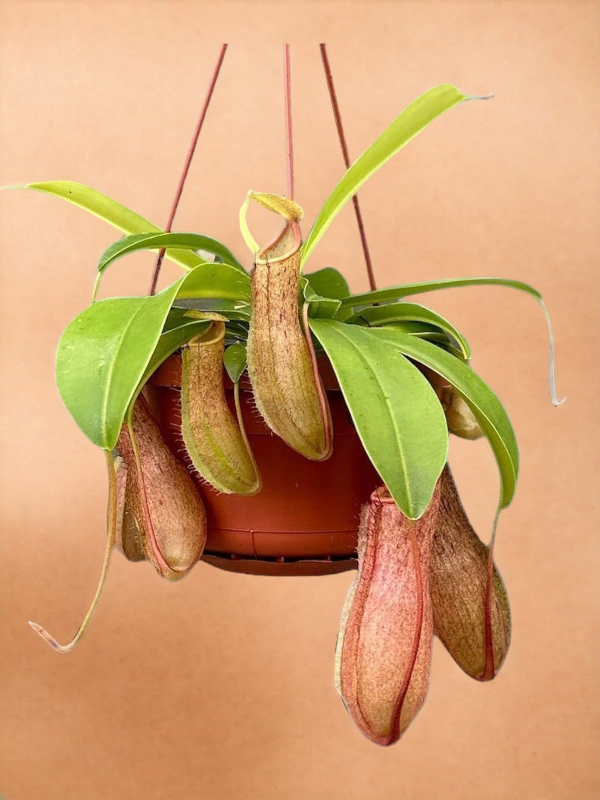 Livraison plante Nepenthes Monkey Jars Linda