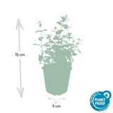 Livraison plante Nepeta Six Hills Giant