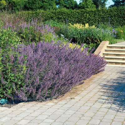 Catária (Nepeta x faassenii) 'Six Hills Giant'
