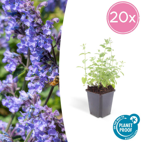 Livraison plante Nepeta Six Hills Giant