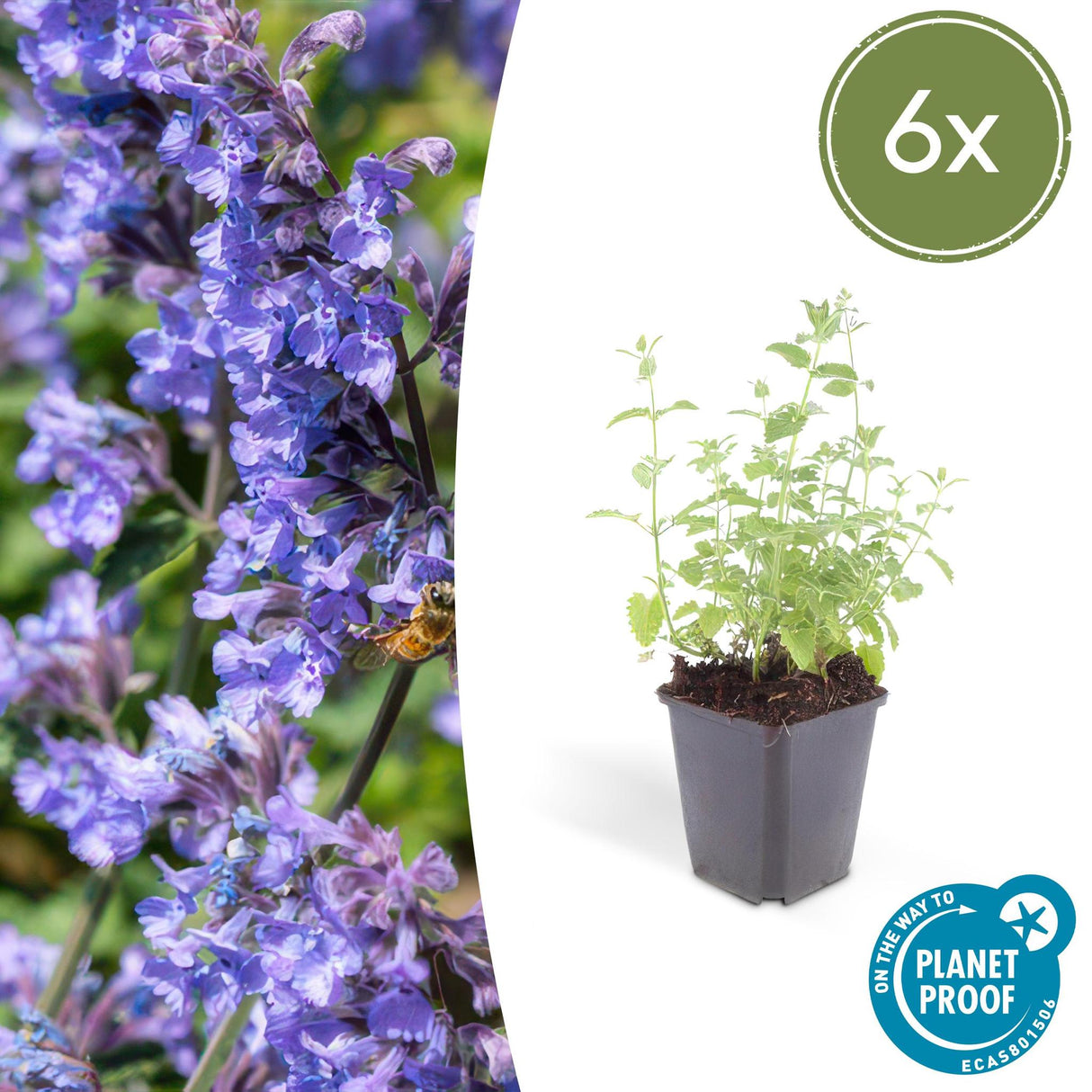 Livraison plante Nepeta Six Hills Giant