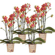 Livraison plante Offre Combinée de 4 Orchidées Phalaenopsis Parfumées Orange