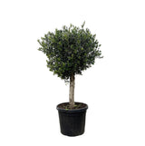 Livraison plante Olivier Olea Europaea h180cm