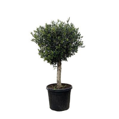 Olivier Olea Europaea altura 180cm