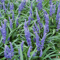 Grama Turquesa (Ophiopogon Japonicus) 'Big Blue'