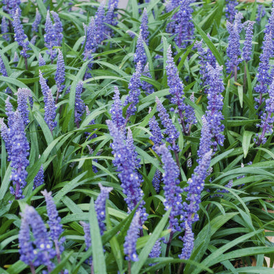 Grama Turquesa (Ophiopogon Japonicus) 'Big Blue'