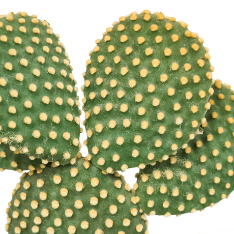 Livraison plante Opuntia Microdasys