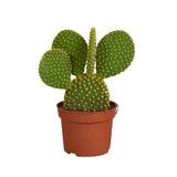 Livraison plante Opuntia Microdasys