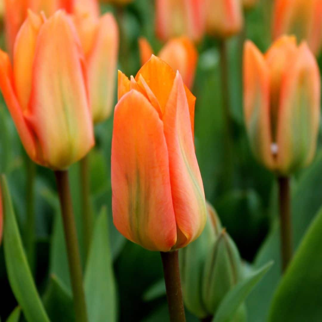 Livraison plante Orange Emperor (Tulipes) - 15 Bulbes - Taille 12+