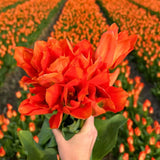 Livraison plante Orange Emperor (Tulipes) - 15 Bulbes - Taille 12+