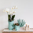 Livraison plante Orchidée Amabilis Blanche et Crassula Hobbit avec Pots Turquoise