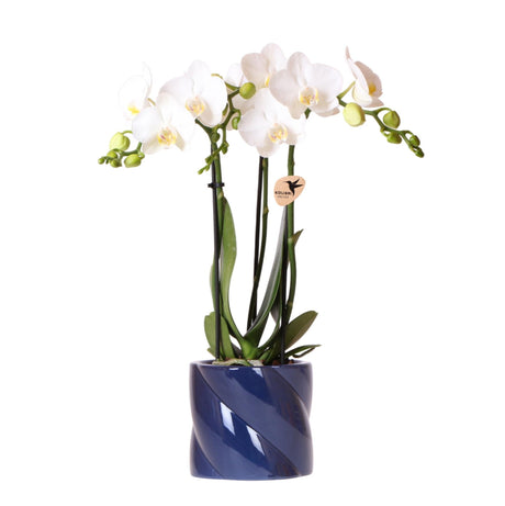 Livraison plante Orchidée Amabilis blanche + pot bleu Candy