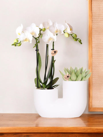 Amabilis e orquídea suculenta em vaso decorativo branco