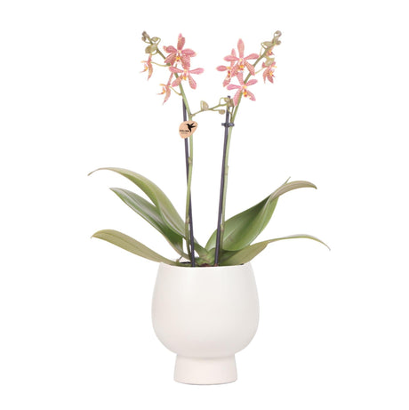 Livraison plante Orchidée araignée et son pot