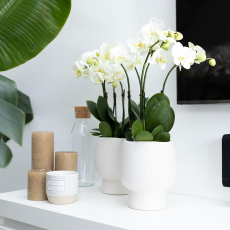 Livraison plante Orchidée blanche et son cache - pot blanc - plante d'intérieur fleurie