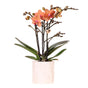 Livraison plante Orchidée Bolzano Orange avec Pot Star Fish