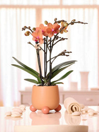 Orquídea coral e seu vaso