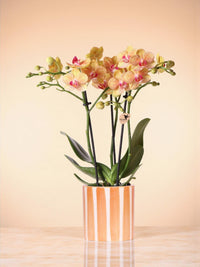 Orquídea Jamaica e seu vaso