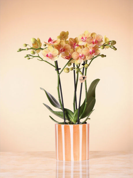 Livraison plante Orchidée Jamaica et son pot