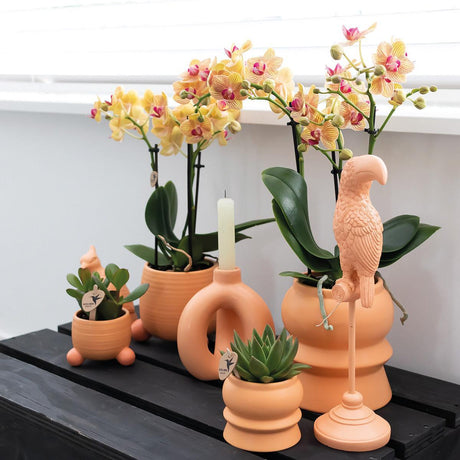 Livraison plante Orchidée Jamaïque orange avec pot décoratif pêche