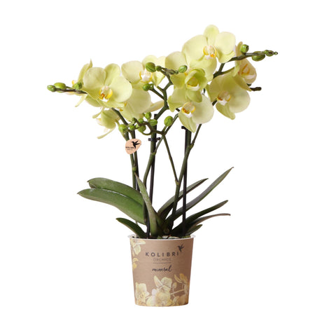 Livraison plante Orchidée jaune et son cache - pot - h35cm, Ø9cm