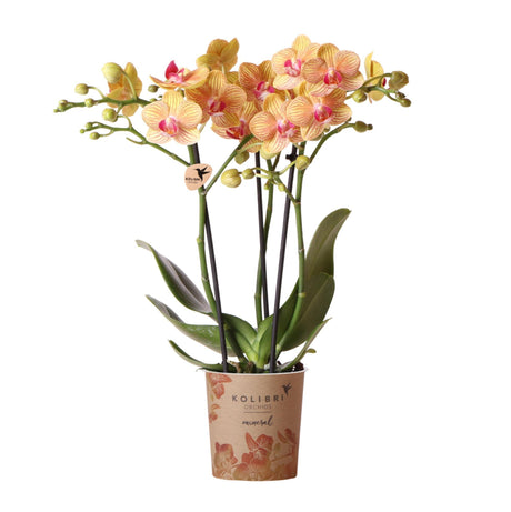 Livraison plante Orchidée orange et son cache - pot - h35cm, Ø9cm