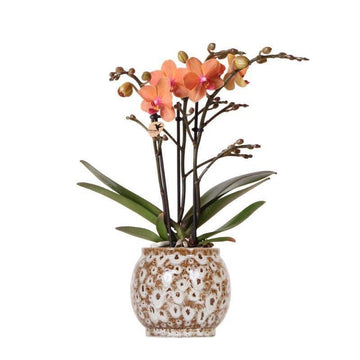 Orquídea coral e seu vaso