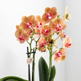 Livraison plante Orchidée Phalaenopsis blanche avec pot Lush