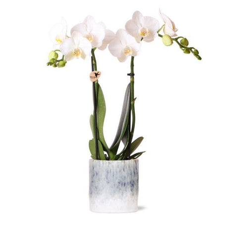 Livraison plante Orchidée Phalaenopsis blanche en pot Sky