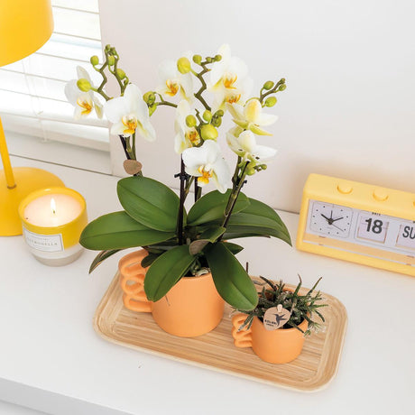 Livraison plante Orchidée Phalaenopsis blanche et son cache - pot pêche - plante d'intérieur fleurie