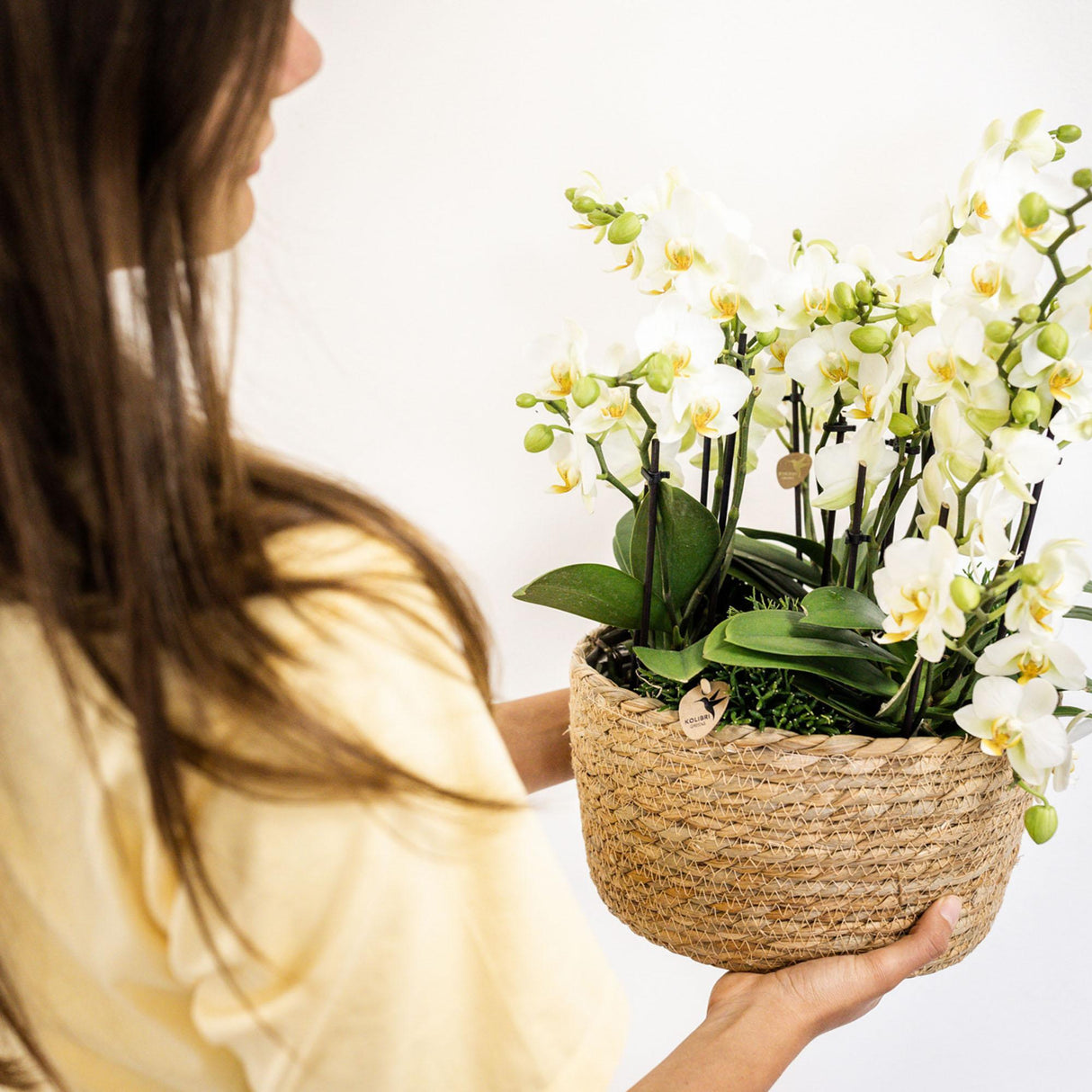 Livraison plante Orchidée Phalaenopsis blanche | Lausanne | Plante d'intérieur