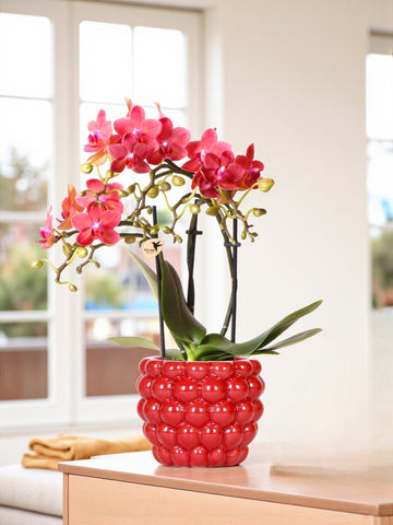 Orquídea vermelha Phalaenopsis Congo e seu vaso