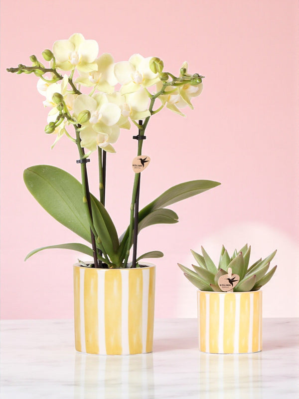 Livraison plante Orchidée Phalaenopsis & Echeveria en Pot Rayé Decoratif