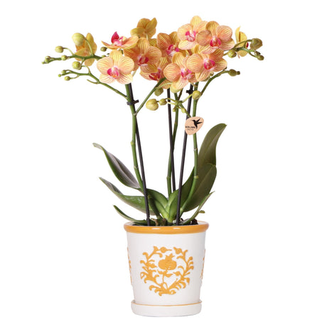 Livraison plante Orchidée Phalaenopsis 'Jamaica' + pot Malaga orangé