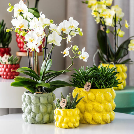 Livraison plante Orchidée Phalaenopsis jaune en pot décoratif Citrus vert