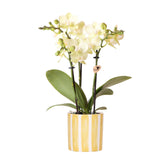 Livraison plante Orchidée Phalaenopsis Jaune Mexico avec Pot Rayé Jaune