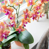 Livraison plante Orchidée Phalaenopsis orange en pot terracotta Scandic