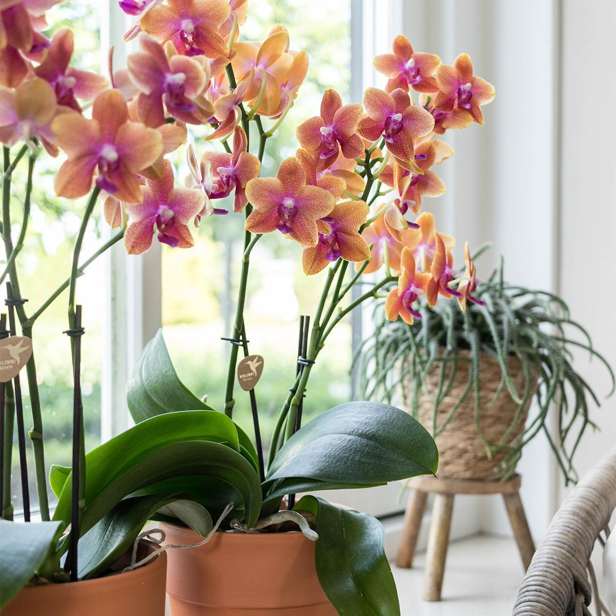 Livraison plante Orchidée Phalaenopsis orange en pot terracotta Scandic