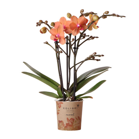 Livraison plante Orchidée Phalaenopsis orange - Ø9cm - plante d'intérieur fleurie