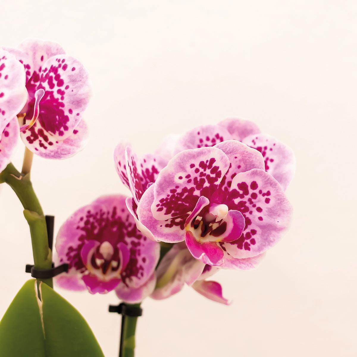 Livraison plante Orchidée Phalaenopsis rose avec Happy Mug en pot blanc