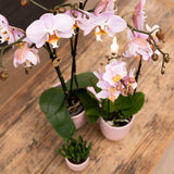 Livraison plante Orchidée Phalaenopsis rose d'intérieur sans pot