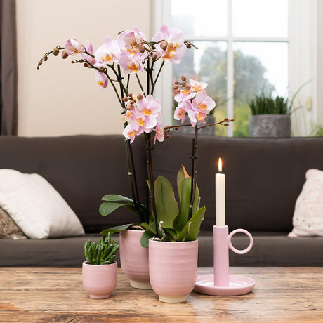 Livraison plante Orchidée Phalaenopsis rose en pot rose Glazed