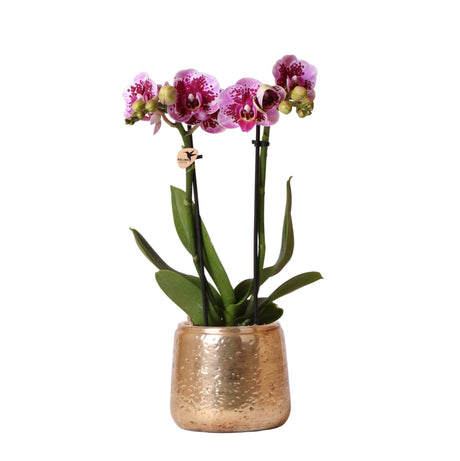 Livraison plante Orchidée Phalaenopsis rose pourpre et son cache - pot en or - h35cm, Ø9cm - plante d'intérieur fleurie