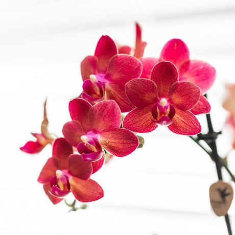 Livraison plante Orchidée Phalaenopsis Rouge avec Pot Céramique