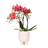 Livraison plante Orchidée Phalaenopsis Rouge avec Pot Céramique