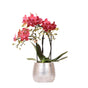 Livraison plante Orchidée Phalaenopsis rouge avec pot Elite argenté